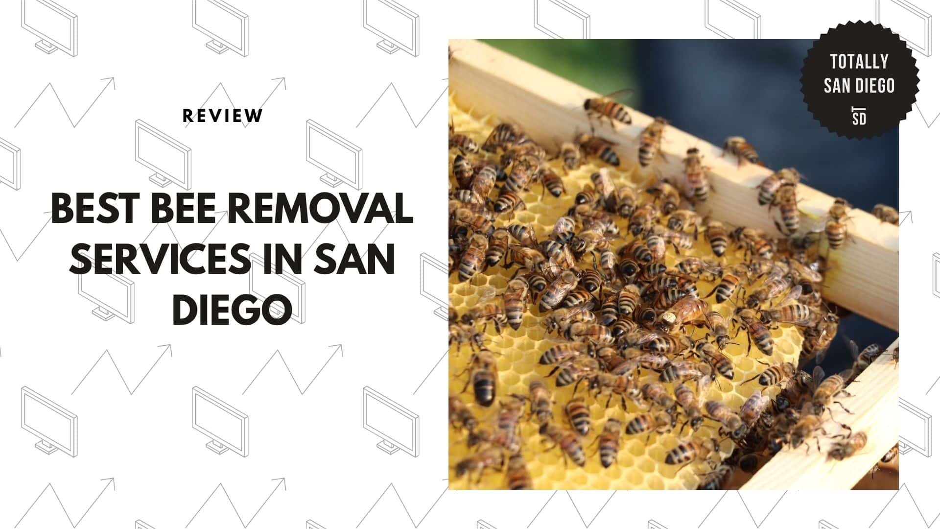 best-bee-removal-san-diego